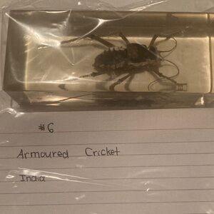 Armored Cricket - India